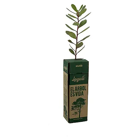 Piardino  Planta perenne Madroño