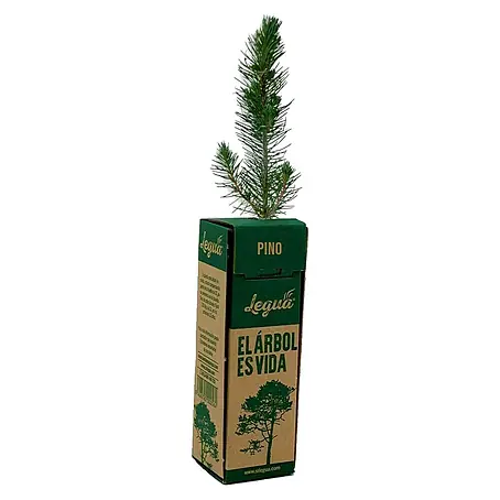 Legua  Planta perenne Pino Pinonero