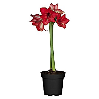 Piardino Amaryllis  (Rot)