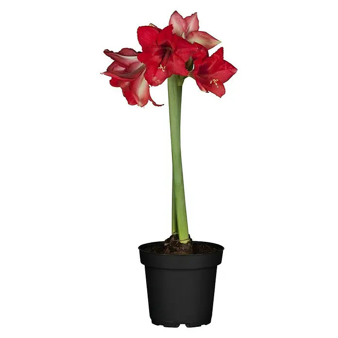 Piardino Amaryllis - Hippeastrum x Hybrid, Topfgröße: 12 cm, Rot - Amaryllis in einem schwarzen Topf. Die Blüten sind rot und verleihen dem Raum eine festliche Note. Ideal als Dekoration für die Weihnachtszeit.