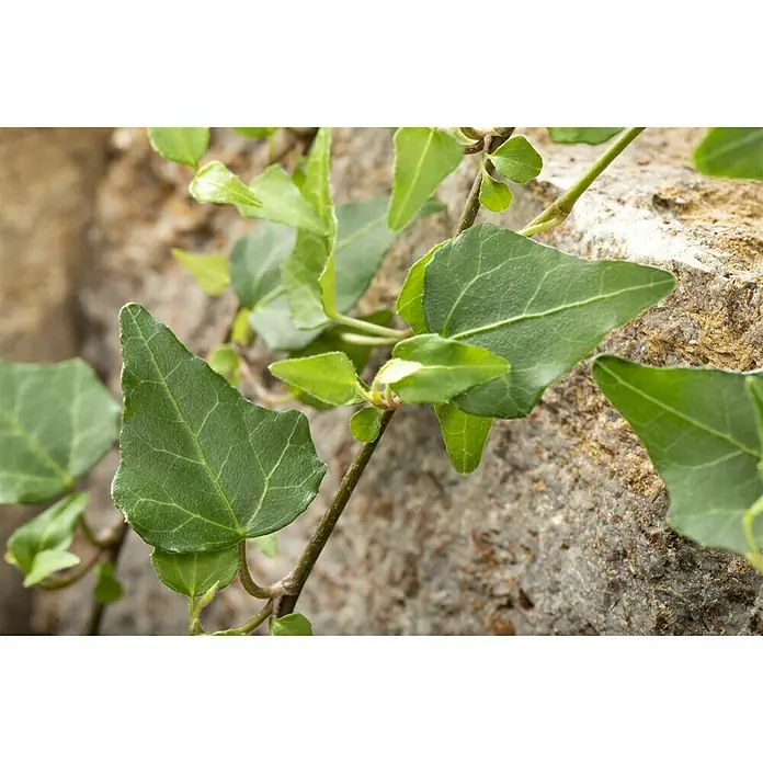 Piardino Efeu - Hedera helix, Topfgröße: 13 cm, Grün - Nahaufnahme einer Efeupflanze, die an einer rauen Steinwand emporwächst, mit ihren charakteristischen grünen Blättern im Fokus.