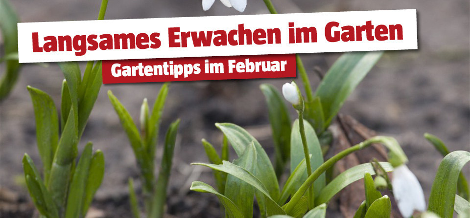 Gartentipps im Februar