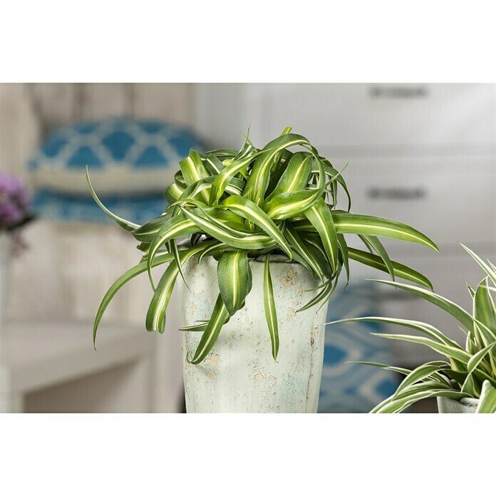 Piardino Grünlilie (Chlorophytum comosum Bonnie, Topfgröße: 12 cm, Blattfarbe: Grün/Weiß)
