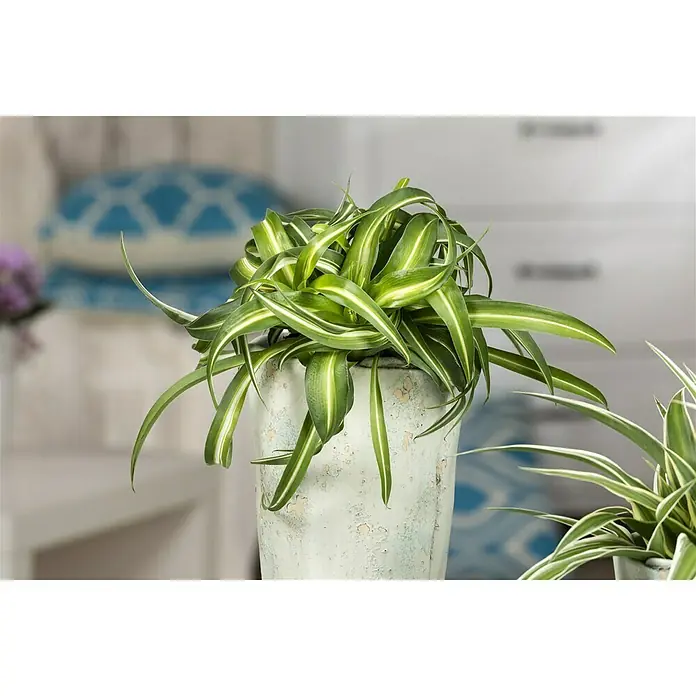 Piardino Grünlilie - Chlorophytum comosum Bonnie, Topfgröße: 12 cm, Blattfarbe: Grün/Weiß - Nahaufnahme einer Grünlilie in einem verzierten Topf, ideal für die Dekoration von Innenräumen und zur Verbesserung der Raumluft.