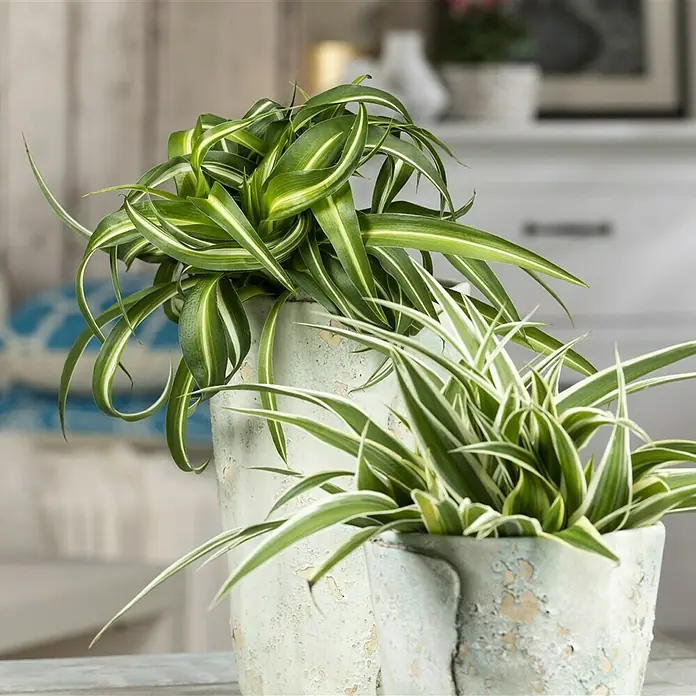 Piardino Grünlilie - Chlorophytum comosum Ocean, Topfgröße: 12 cm, Blattfarbe: Grün/Weiß - Nahaufnahme von zwei Chlorophytum-Pflanzen in dekorativen Töpfen, die auf einer hellen Oberfläche stehen.