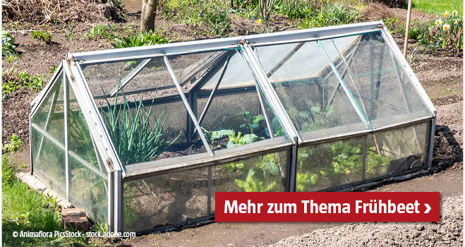 Frühbeet