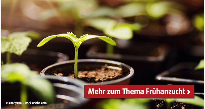 Frühanzucht