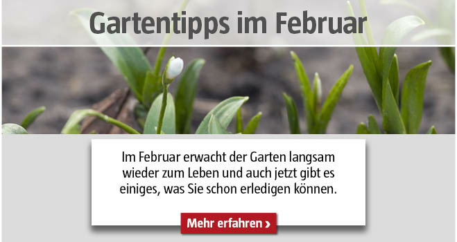 Gartentipps im Februar