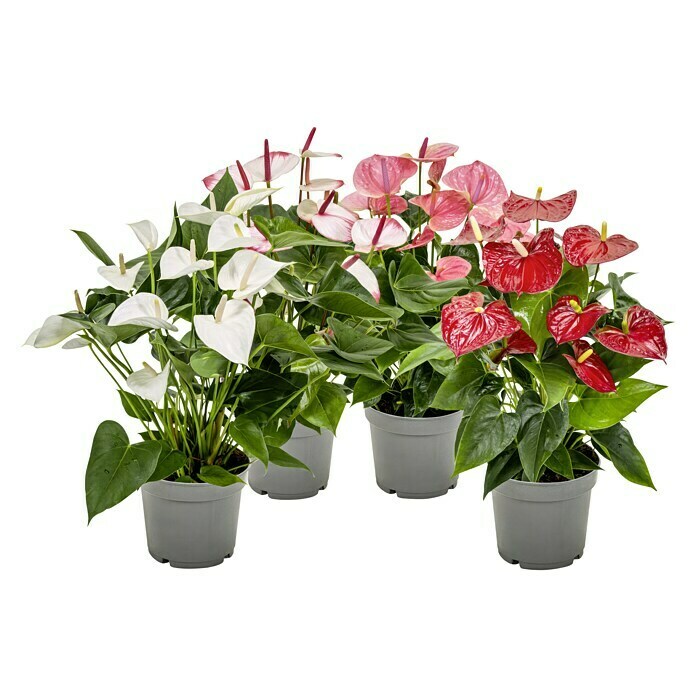 Anthurium Mix in Herzchentuete 14