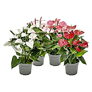 Piardino Flamingoblume (Botanische Bezeichnung: Anthurien, Topfgröße: 14 cm)