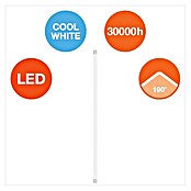 Osram LED cjevasta žarulja (null, Razred energetske učinkovitosti: A+, Duljina: 600 mm, Hladna bijela, 800 lm)
