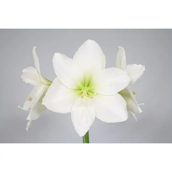 Piardino Amaryllis - Hippeastrum x Hybrid Belladonna, Topfgröße: 12 cm, Weiß - Nahaufnahme einer Gruppe wunderschöner, weißer Amaryllisblüten mit zarten grünen Akzenten und gelben Staubgefäßen.