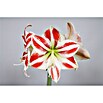 Piardino Amaryllis (Topfgröße: 12 cm, Rot/Weiß)