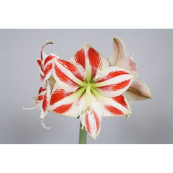 Piardino AmaryllisHippeastrum x Hybrid, Topfgröße: 12 cm, Rot/Weiß Detail Shot