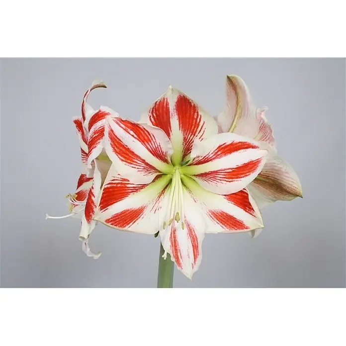 Piardino Amaryllis - Hippeastrum x Hybrid, Topfgröße: 12 cm, Rot/Weiß - Nahaufnahme einer gestreiften Amaryllisblüte in Rot-Weiß mit eleganten Blütenblättern und zarten Details vor einem neutralen Hintergrund.