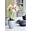 Piardino Amaryllis (Topfgröße: 12 cm, Rot/Weiß)