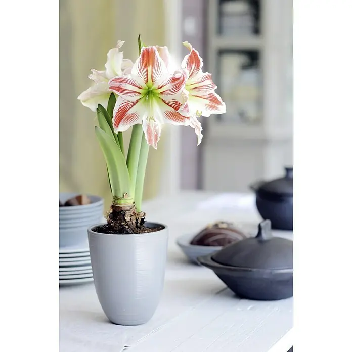 Piardino Amaryllis - Hippeastrum x Hybrid, Topfgröße: 12 cm, Rot/Weiß - Wunderschöne Amaryllisblüten in einem grauen Topf, die mit ihren roten Streifen und der eleganten Form einen Blickfang bieten.