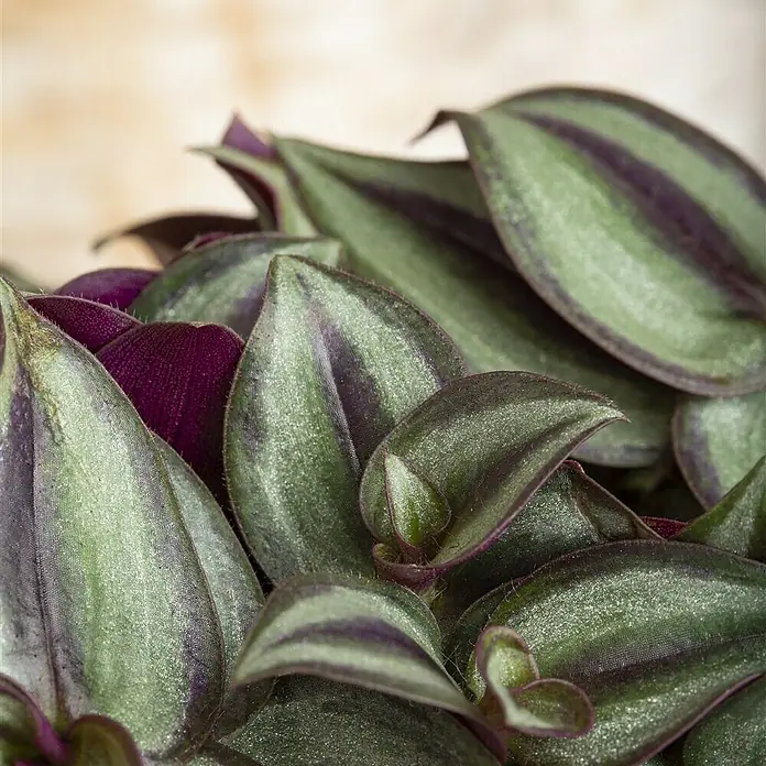 Piardino Zebrakraut - Tradescantia zebrina, Topfgröße: 12 cm, Blattfarbe: Grün/Weiß - Nahaufnahme einer Tradescantia zebrina Pflanze, die ihre gestreiften grünen und violetten Blätter zeigt.
