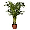 Piardino Areca (Dypsis lutescen, Tamaño de maceta: 21 cm, Verde) | BAUHAUS