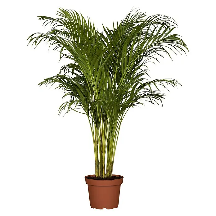 planting moringa Moringa Tree - Live Tree in a 3 Gallon Pot - Moringa Oleifera main image 0