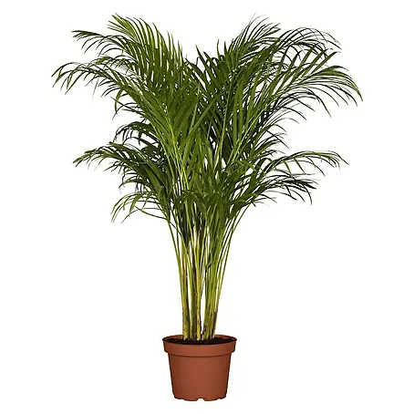 Piardino  Areca
