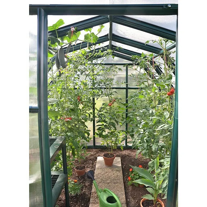 Palram – Canopia Invernadero Eco Grow - Medidas ext. (An x Pr): 204 x 445 cm, 6 mm, Verde - Interior de invernadero con exuberantes tomateras, pepinos y begonias cultivadas en macetas y directamente en el suelo.