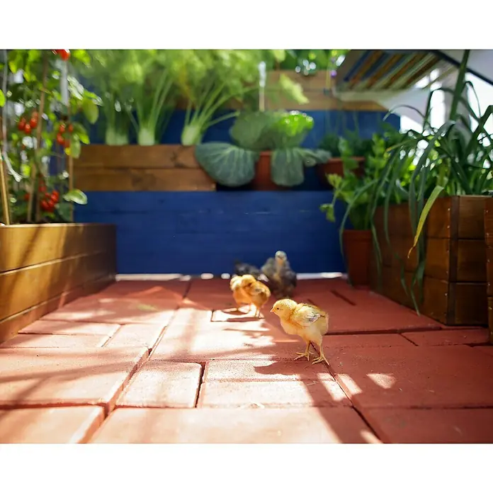 Palram – Canopia Invernadero Harmony - Medidas ext. (An x Pr): 185 x 126 cm, Plateado, Área: 2,3 m² - Una imagen soleada de pollitos de pie en un camino de ladrillos rojos en un jardín con exuberantes verduras transmite un toque de encanto rústico.