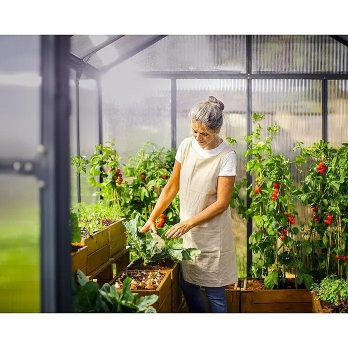 Palram – Canopia Invernadero Glory - Medidas ext. (An x Pr): 244,5 x 484 cm, 10 mm, Antracita - Una mujer en un invernadero cosechando repollo rodeada de tomateras. Ambiente luminoso y natural para el cultivo.