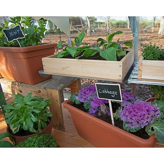 Palram – Canopia Invernadero Balance - Medidas ext. (An x Pr): 244 x 487 cm, 0,7 mm, Plateado - Primer plano de hierbas y plantas de hortalizas que crecen en macetas y cajas dentro de un invernadero.