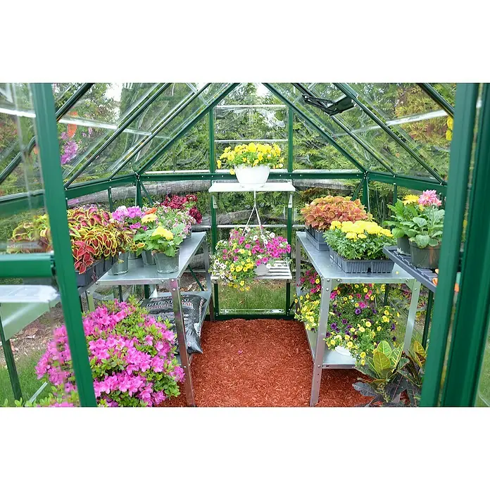 Palram – Canopia Gewächshaus Harmony - Außenmaß inkl. Dachüberstand (B x T): 185 x 247 cm, Grün, Grundfläche: 4,6 m² - Aufnahme eines Gewächshauses mit verschiedenen Pflanzen auf Regalen und dem Boden, die eine ruhige und natürliche Atmosphäre erzeugen.