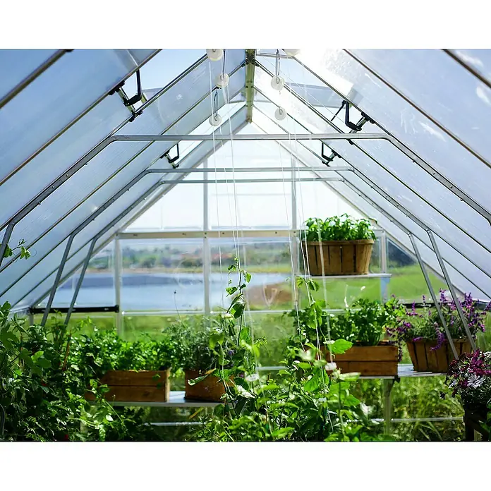 Palram – Canopia Invernadero Balance - Medidas ext. (An x Pr): 304 x 964 cm, 0,7 mm, Plateado - Interior de un invernadero con plantas y ventanas de ventilación. Plantas verdes y exuberantes prosperan bajo paneles transparentes.
