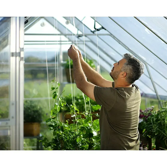 Palram – Canopia Invernadero Balance - Medidas ext. (An x Pr): 304 x 964 cm, 0,7 mm, Plateado - Un hombre asegura cuerdas para plantas en un invernadero que muestra una variedad de plantas y luz natural.