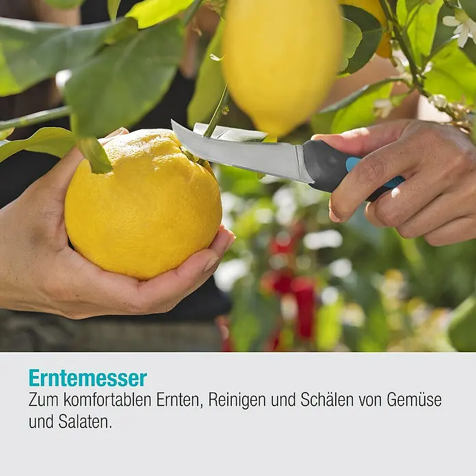 Gardena Erntemesser VeggieCut - Länge: 20,3 cm - Erntemesser im Einsatz beim Ernten einer Zitrone. Das Messer eignet sich zum komfortablen Ernten von Gemüse und Salaten.