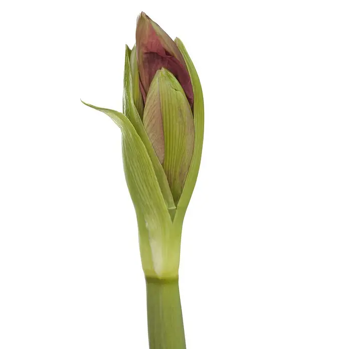Piardino Amaryllis Waxz® van Gogh - Hippeastrum x Hybrid, Blütenfarbe: Rot, Rot - Nahaufnahme einer Amaryllisblüte im Knospenstadium, die ihre grüne Hülle zeigt, bevor sie sich in voller Pracht entfaltet.