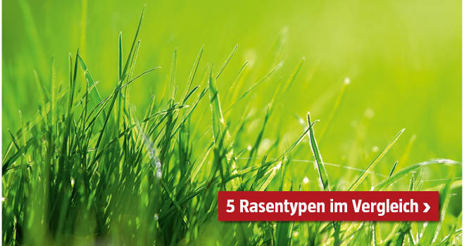 Rasentypen im Vergleich