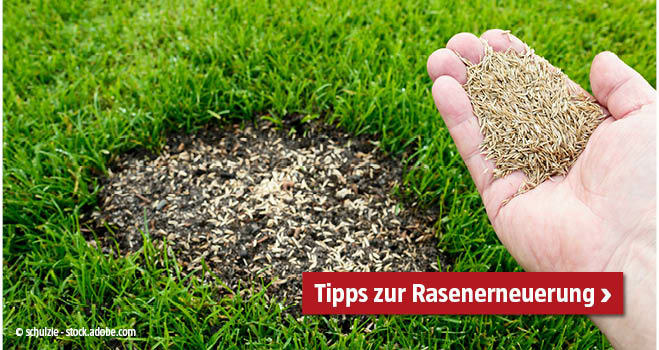 Tipps zur Rasenerneuerung
