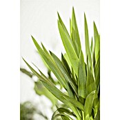 Piardino Palmlilie (Yucca elephantipes Maya Tree, Topfgröße: 21 cm, 1 Stamm)