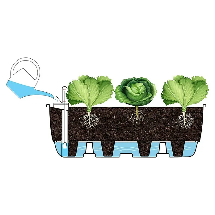 Upyard Bewässerungssystem - Passend für: Holzaufsatzrahmen 80 x 60 cm - Illustration eines selbstbewässernden Pflanzgefäßes mit Salat- und Kohlpflanzen, das die Wasserspeicherung zeigt.