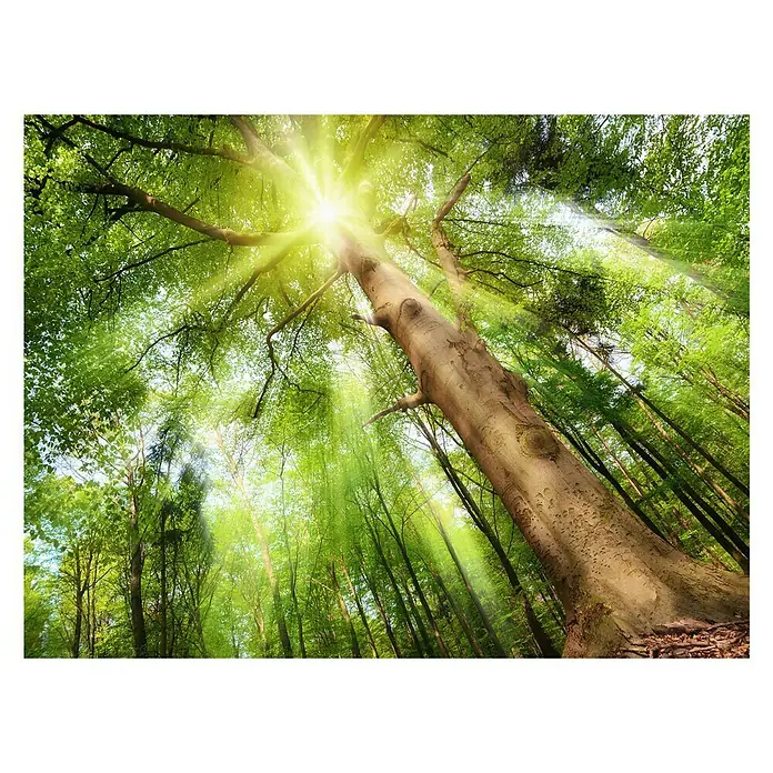 ProArt Leinwandbild - Towards The Sun, B x H: 80 x 60 cm - Sonnenstrahlen durchbrechen das dichte Blätterdach eines hohen Baumes im Wald und erzeugen eine mystische Atmosphäre.