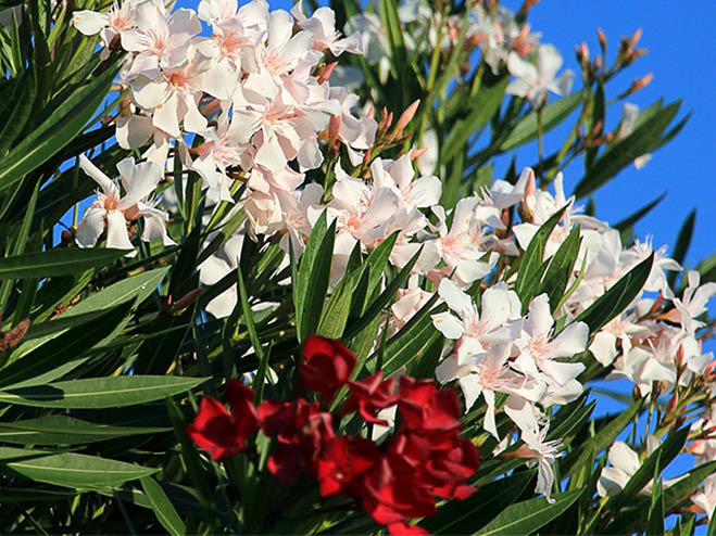 mediterrane Pflanze Oleander