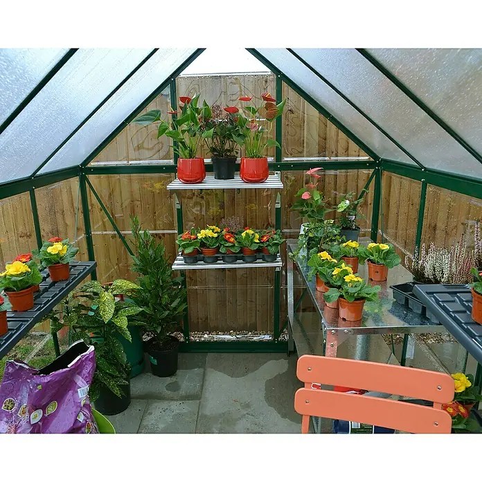 Palram – Canopia Invernadero Hybrid - Medidas ext. (An x Pr): 185 x 306 cm, 0,7 mm, Verde - Imagen de un invernadero lleno de plantas, incluyendo anturios y prímulas en estanterías y mesas.