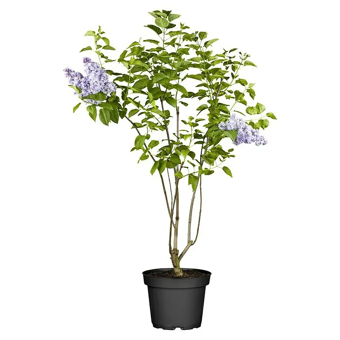 Piardino Flieder - Syringa vulgaris, Topfgröße: 23 cm - Eine Topfpflanze mit üppigem Grün und zarten, lilafarbenen Blüten, die eine natürliche Eleganz in jeden Raum bringt.