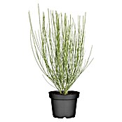 Piardino Ginster (Cytisus scoparius, Blütenfarbe: Gelb) | BAUHAUS