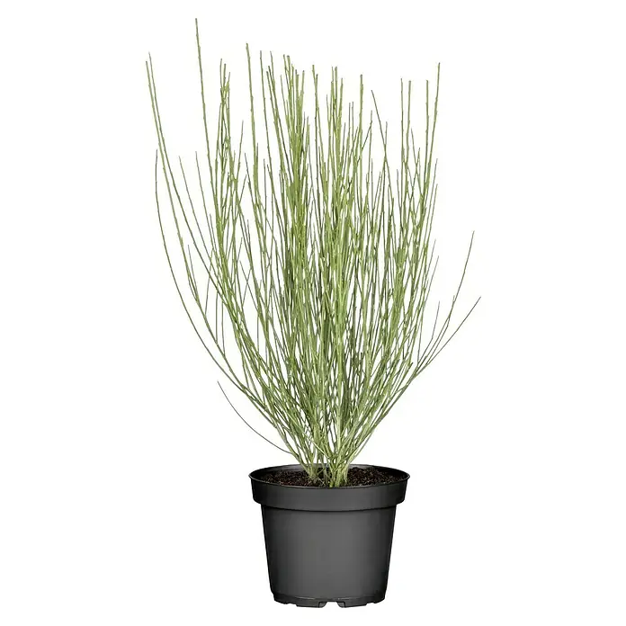 Piardino Ginster - Cytisus scoparius, Blütenfarbe: Gelb - Die Euphorbia tirucalli Zimmerpflanze ist in einem schwarzen Topf enthalten. Sie ist ein dekoratives und pflegeleichtes Gestaltungselement.