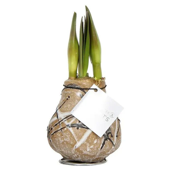 Piardino Amaryllis Waxz® Rembrandt - Hippeastrum x Hybrid, Blütenfarbe: Rot, Gold/Braun/Weiß - Eine Amaryllis-Zwiebel im Topf mit dekorativem Design, bereit zum Blühen und Verschönern Ihres Zuhauses mit ihrer Pracht.