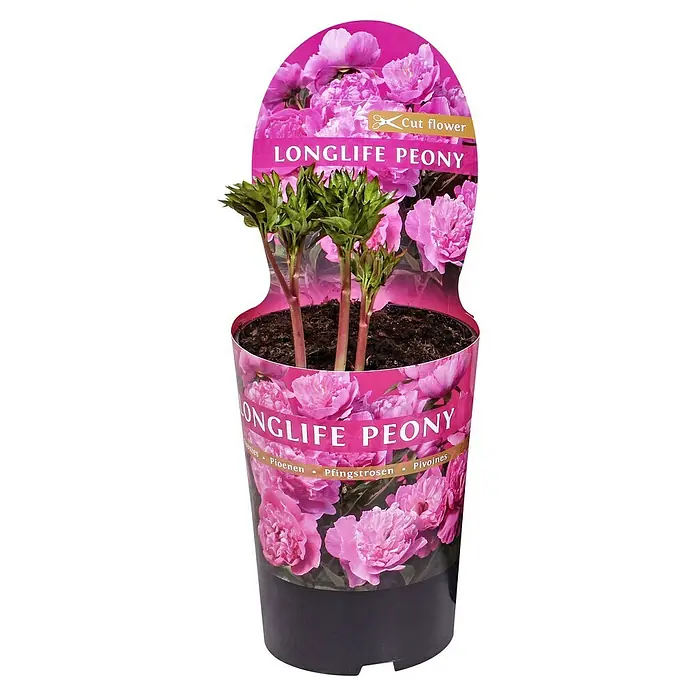 Piardino Pfingstrose - Paeonia lactiflora, Topfgröße: 21 cm, sortenabhängig - Topf mit einer Longlife-Pfingstrose. Die Pflanze ist mit einer pinkfarbenen Banderole versehen, die das Produkt bewirbt und blühende Pfingstrosen zeigt.