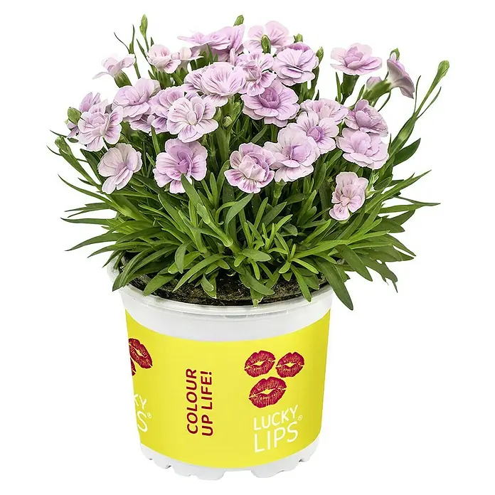 Piardino Gartennelke - Dianthus caryophyllus 'Lucky Lips', Topfgröße: 10,5 cm, Lila/Weiß/Pink - Nahaufnahme einer Topfpflanze "Lucky Lips" mit zarten rosa Blüten und grünen Blättern auf einem gelben Topf.