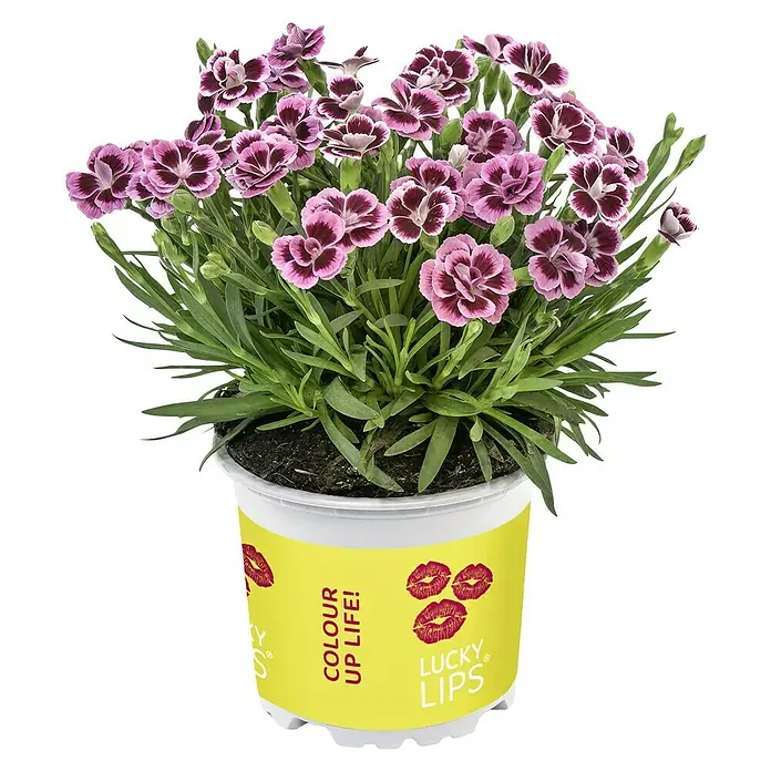 Piardino Gartennelke - Dianthus caryophyllus 'Lucky Lips', Topfgröße: 10,5 cm, Lila/Weiß/Pink - Topf mit 'Lucky Lips' Nelken: Charmante, zweifarbige Blüten in Violett und Weiß, die jedem Raum einen Hauch von Farbe und Freude verleihen.