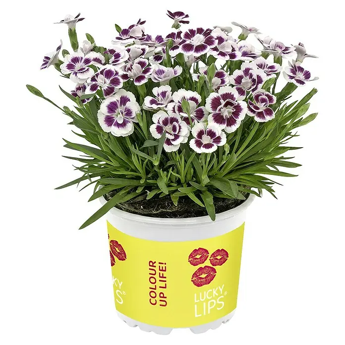 Piardino Gartennelke - Dianthus caryophyllus 'Lucky Lips', Topfgröße: 10,5 cm, Lila/Weiß/Pink - Topfblume Lucky Lips mit mehrfarbigen Blüten und gelbem Topf. Die Blüten sind weiß mit lilafarbenen Akzenten und die Pflanze ist sehr dicht.