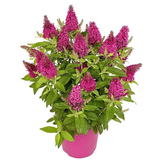 Sommerflieder - Buddleja davidii 'Butterfly Candy' ®, Topfgröße: 19 cm - Farbenfrohe Schmetterlingsflieder-Pflanze in einem rosa Topf. Ideal für Garten und Balkon, zieht Schmetterlinge an und verschönert jeden Außenbereich.